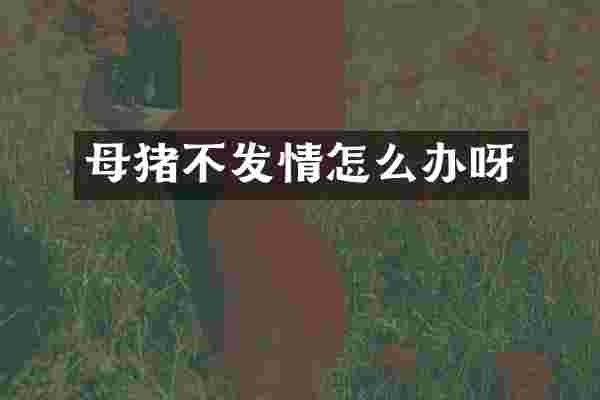 母猪不发情怎么办呀