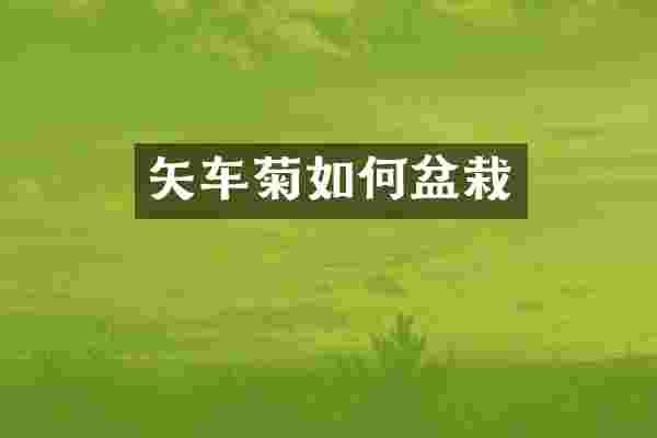 矢车菊如何盆栽