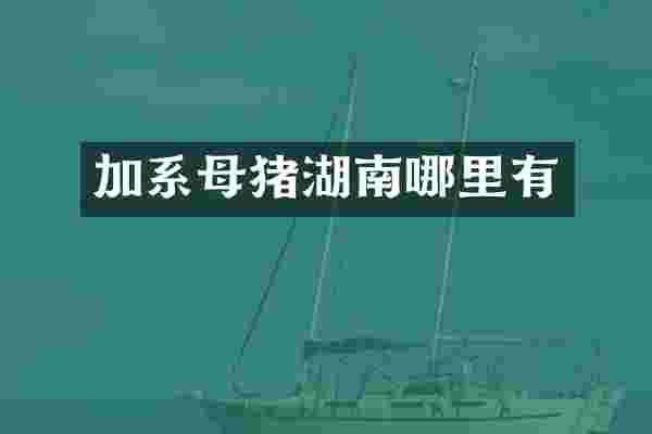 加系母猪湖南哪里有