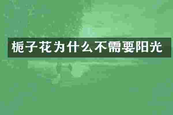 栀子花为什么不需要阳光