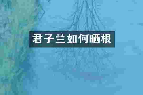 君子兰如何晒根