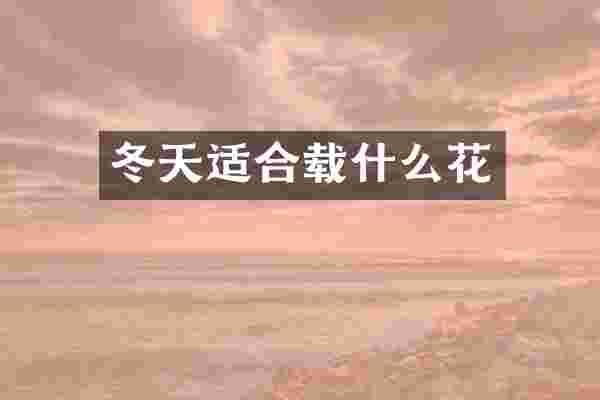冬天适合载什么花