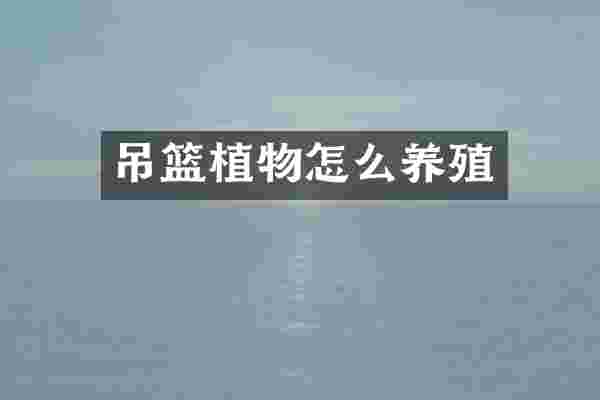 吊篮植物怎么养殖
