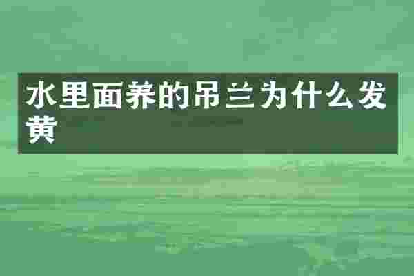 水里面养的吊兰为什么发黄