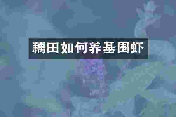 藕田如何养基围虾