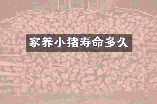 家养小猪寿命多久