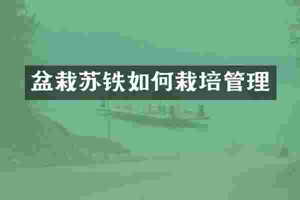盆栽苏铁如何栽培管理