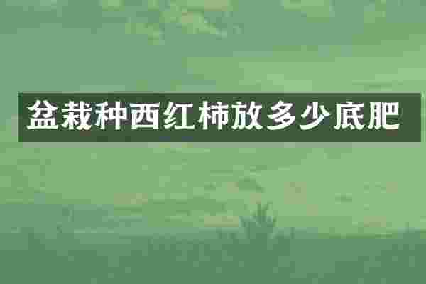 盆栽种西红柿放多少底肥