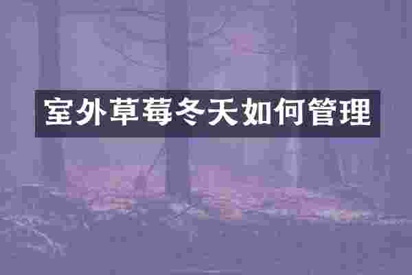 室外草莓冬天如何管理