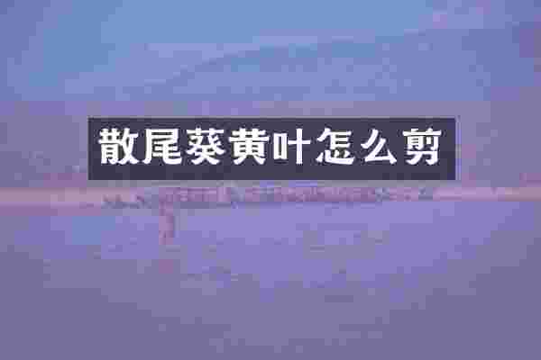 散尾葵黄叶怎么剪