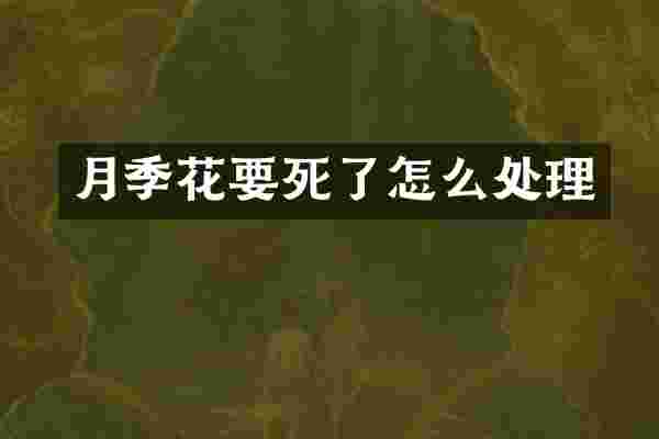 月季花要死了怎么处理