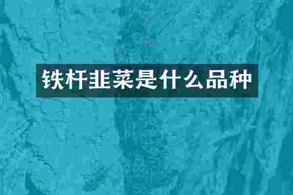 铁杆韭菜是什么品种