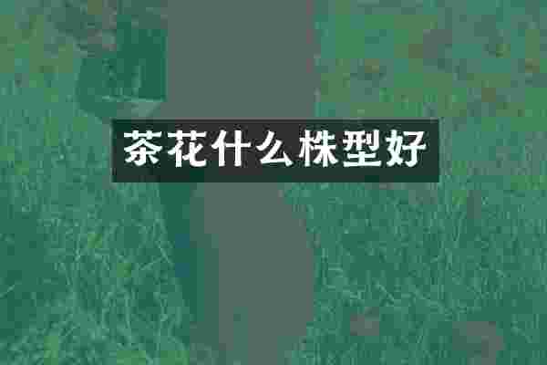 茶花什么株型好