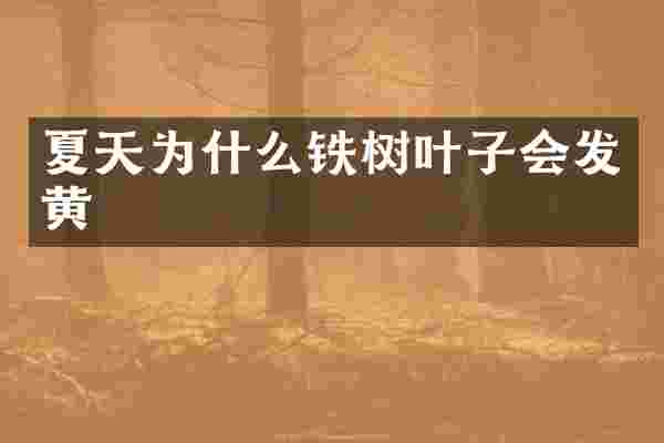夏天为什么铁树叶子会发黄