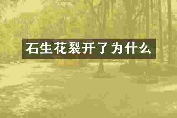 石生花裂开了为什么