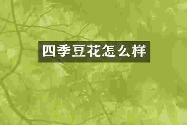 四季豆花怎么样