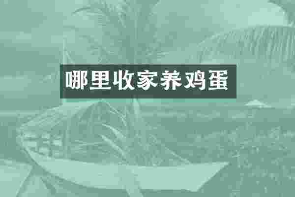 哪里收家养鸡蛋