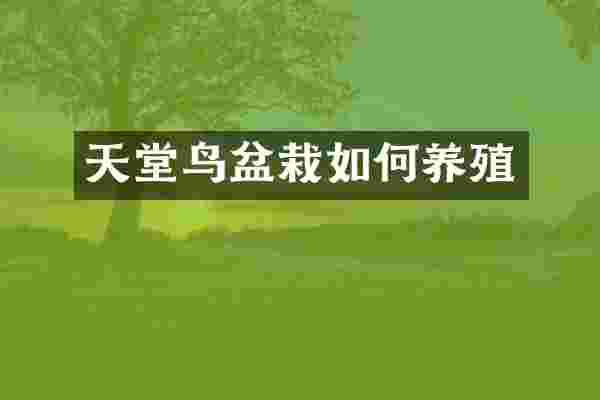 天堂鸟盆栽如何养殖