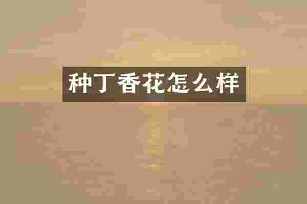 种丁香花怎么样