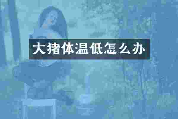 大猪体温低怎么办