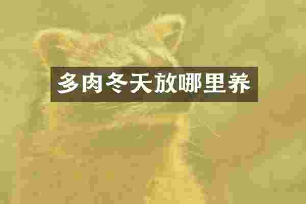 多肉冬天放哪里养