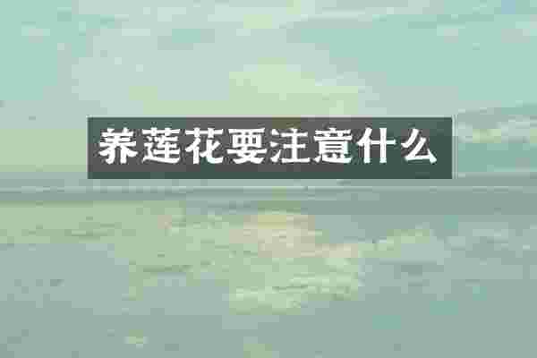 养莲花要注意什么