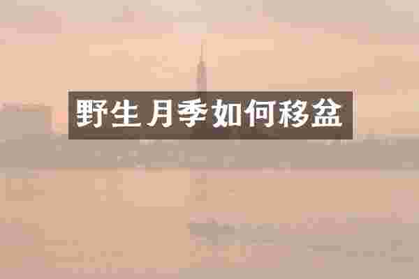 野生月季如何移盆