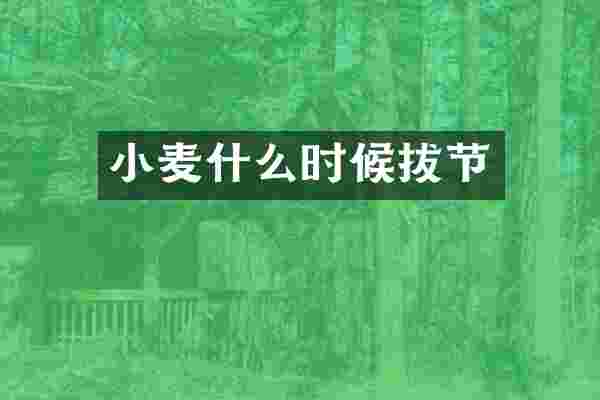 小麦什么时候拔节
