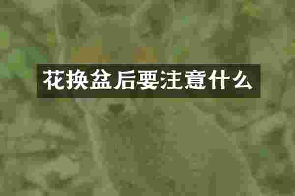 花换盆后要注意什么