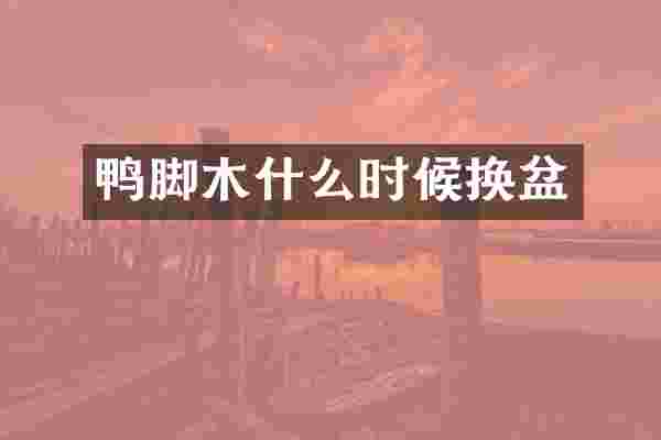 鸭脚木什么时候换盆