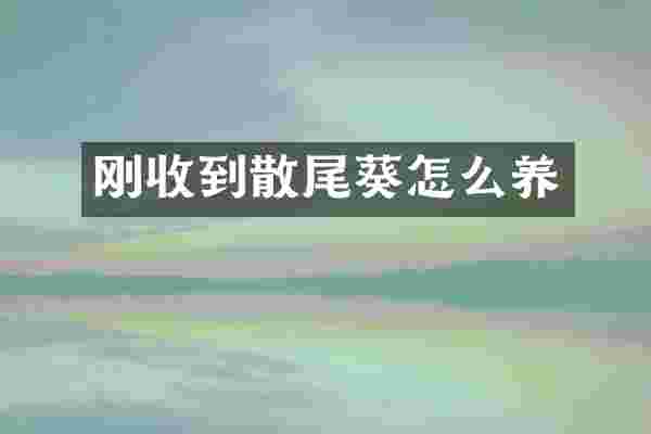 刚收到散尾葵怎么养