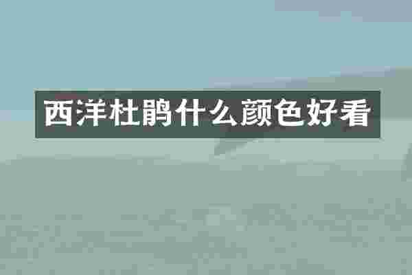 西洋杜鹃什么颜色好看