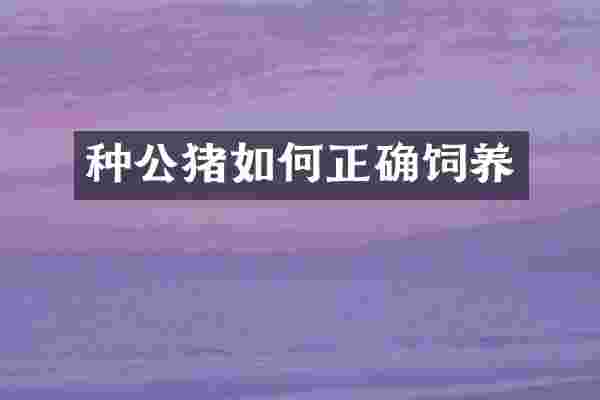 种公猪如何正确饲养
