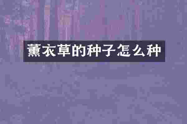 薰衣草的种子怎么种