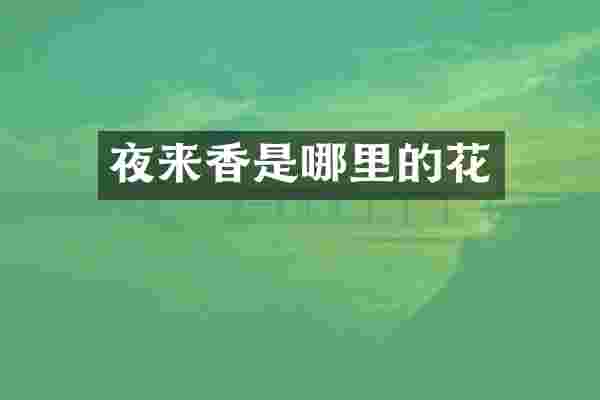 夜来香是哪里的花