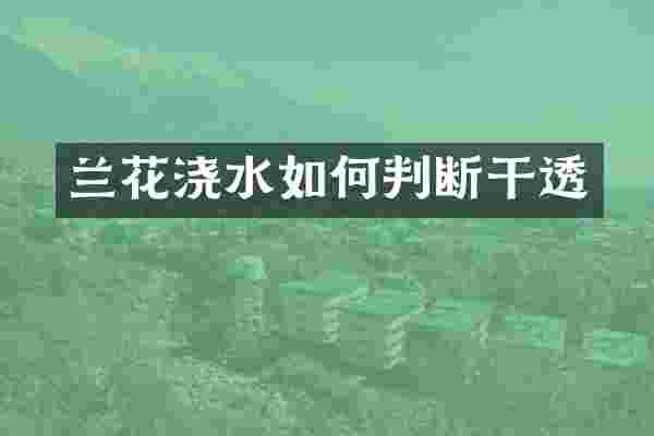 兰花浇水如何判断干透