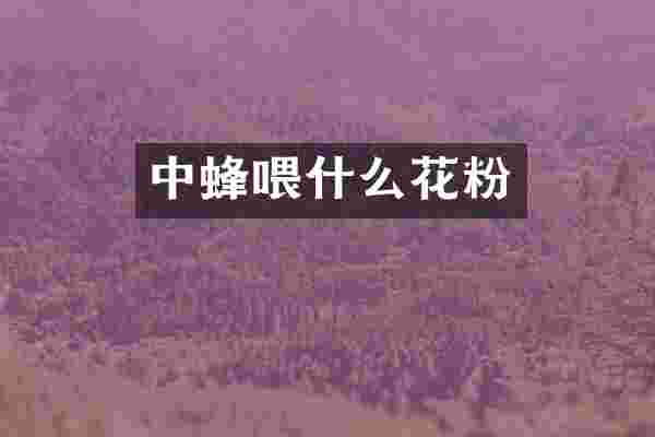 中蜂喂什么花粉