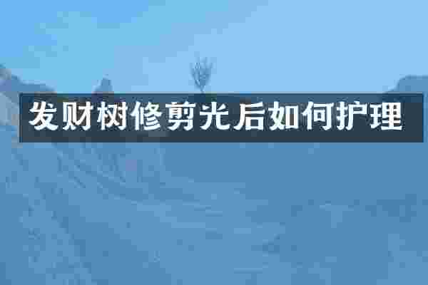 发财树修剪光后如何护理