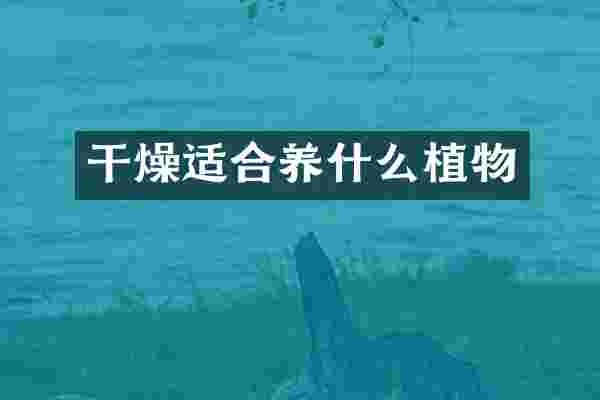 干燥适合养什么植物