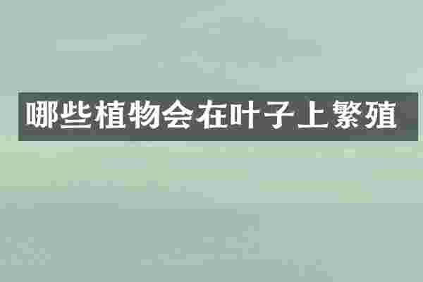 哪些植物会在叶子上繁殖