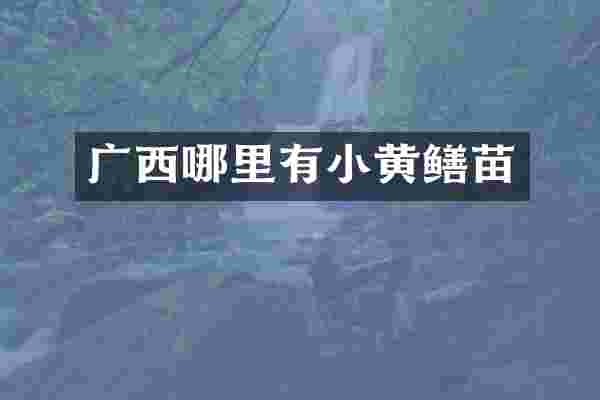 广西哪里有小黄鳝苗