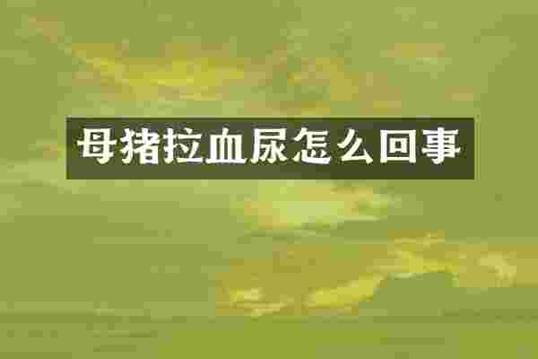 母猪拉血尿怎么回事