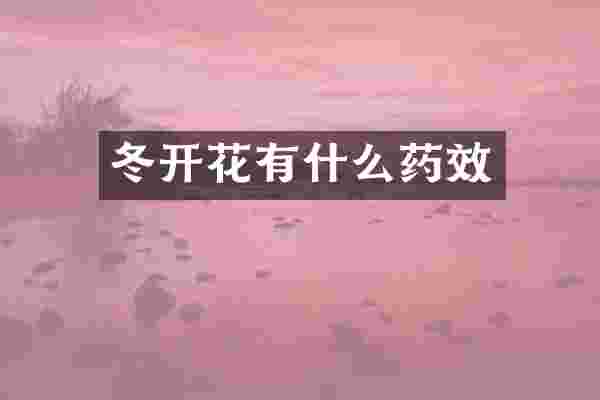 冬开花有什么药效