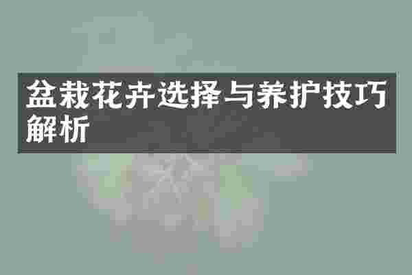 盆栽花卉选择与养护技巧解析