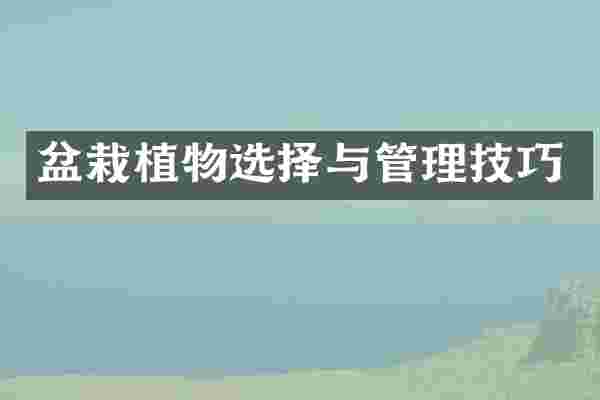 盆栽植物选择与管理技巧
