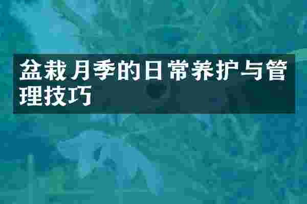 盆栽月季的日常养护与管理技巧